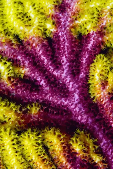 Framed Print : Indonesia, Raja Ampat, Misool. Detail of the multi-colored growth pattern of a sea fan coral