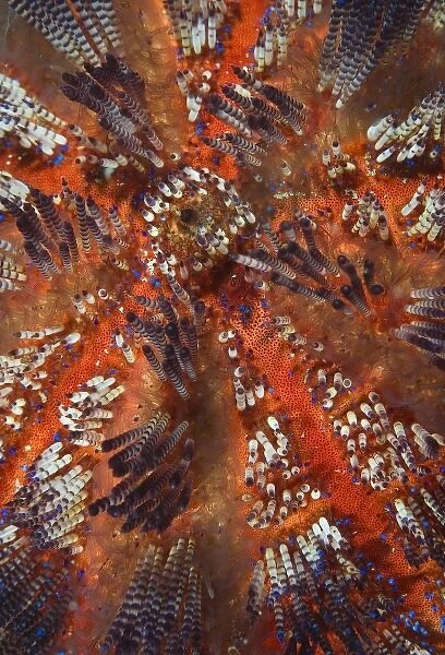Indonesia, Raja Ampat. Overview of colorful sea urchin