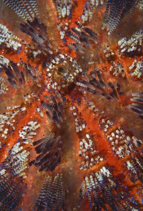 Framed Print : Indonesia, Raja Ampat. Overview of colorful sea urchin