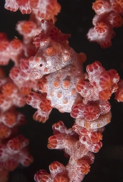 Indonesia, Raja Ampat. A pygmy seahorse lives in association with seafans and matches