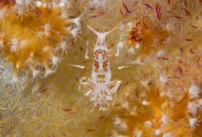 Framed Print : Indonesia, Raja Ampat. Rarely seen tiger shrimp and soft corals Framed Print : Indonesia, Raja Ampat. Rarely seen tiger shrimp and soft corals