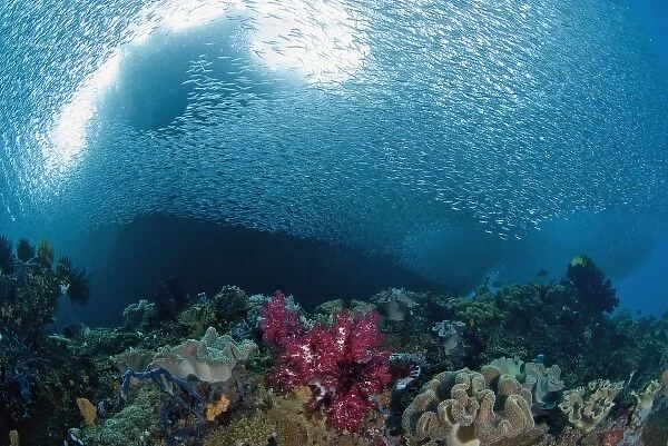 Indonesia, Raja Ampat. School of silvery baitfish swim over coral near surface