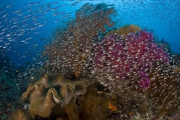 Indonesia, Raja Ampat. School of silvery glassfish swim past coral