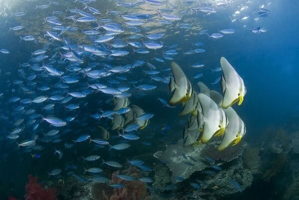 Indonesia, Raja Ampat. Schooling fish in the Dampier Strait