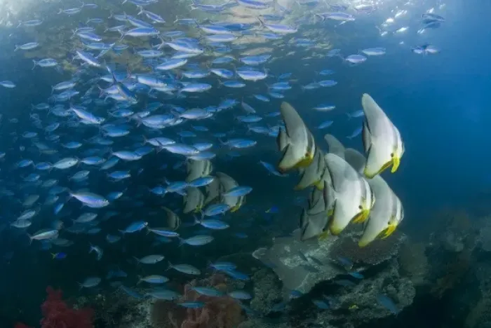 Framed Print : Indonesia, Raja Ampat. Schooling fish in the Dampier Strait