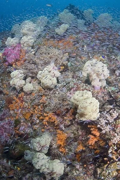 Indonesia Raja Ampat. Schooling fish swim past diverse reef