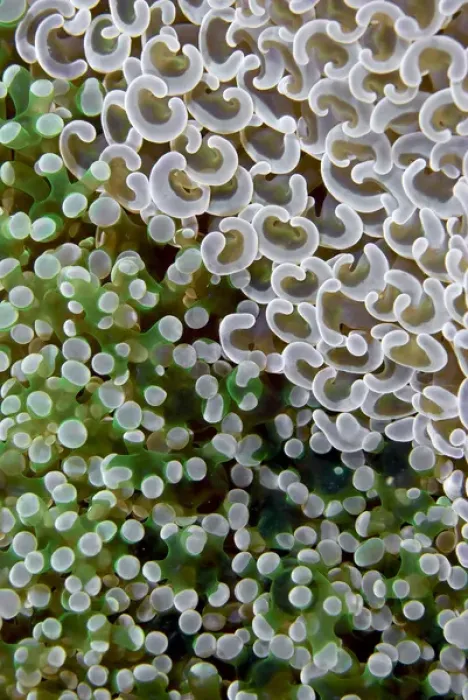 Framed Print : Indonesia, Raja Ampat. Two species of fleshy hard corals are competing for space on the reef