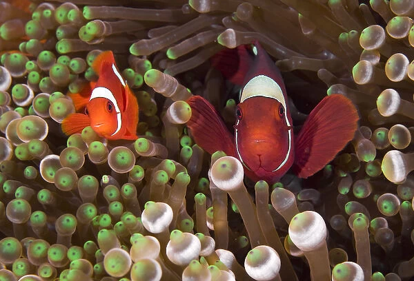 Indonesia, Raja Ampat. Two spinecheek anemonefish swim among anemone tentacles for protection