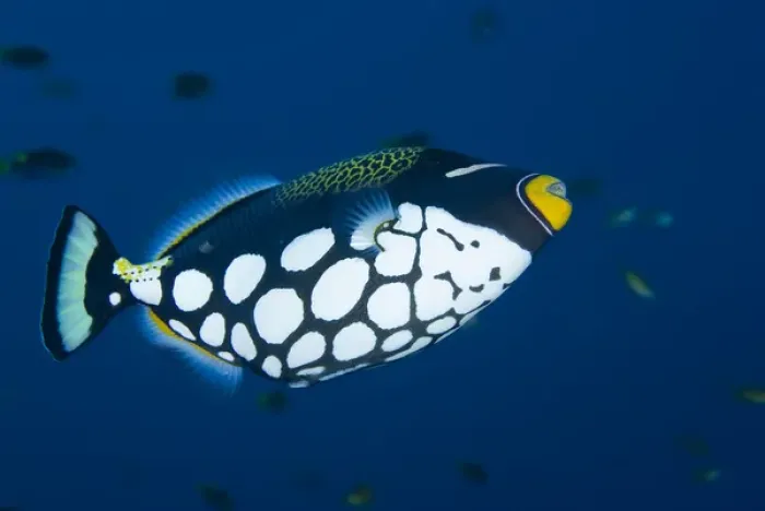 Framed Print : Indonesia, Raja Ampat. Underside view of clown triggerfish Framed Print : Indonesia, Raja Ampat. Underside view of clown triggerfish
