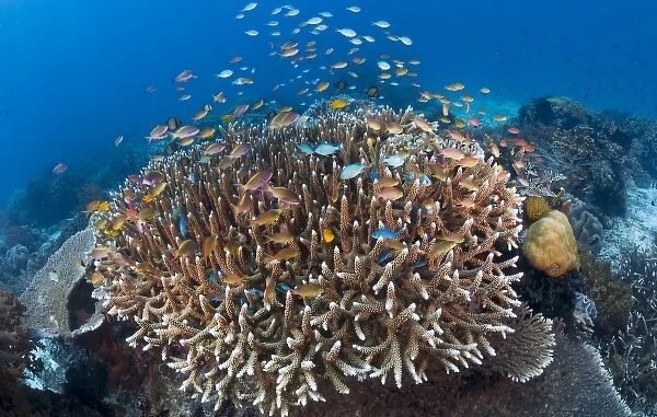 Indonesia, Raja Ampat. View of diverse, coral reef marine ecosystem
