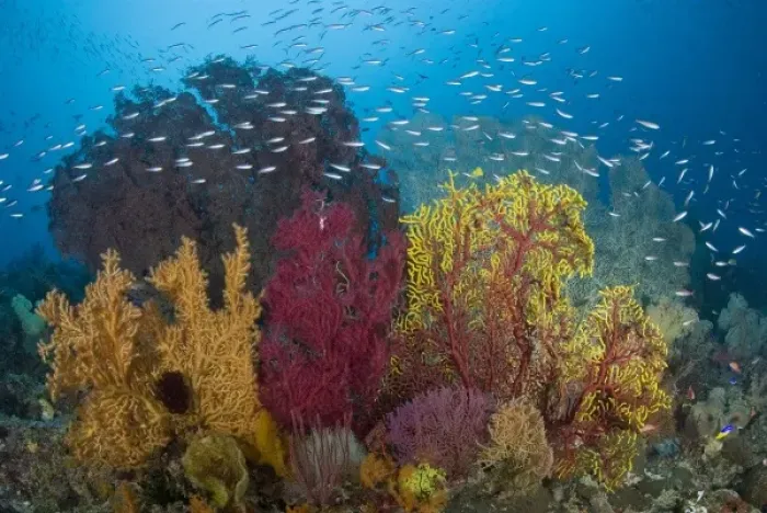 Framed Print : Indonesia, Raja Ampat. View of diverse coral reef marine ecosystem and popular diving spot Framed Print : Indonesia, Raja Ampat. View of diverse coral reef marine ecosystem and popular diving spot