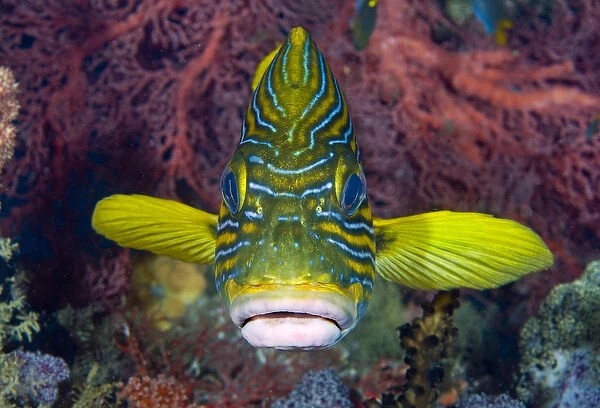 Indonesia, Raja Ampat. Front view of lined sweetlip fish amid coral