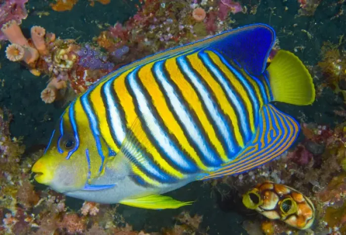 Framed Print : Indonesia, Raja Ampat. Side view of regal angelfish Framed Print : Indonesia, Raja Ampat. Side view of regal angelfish
