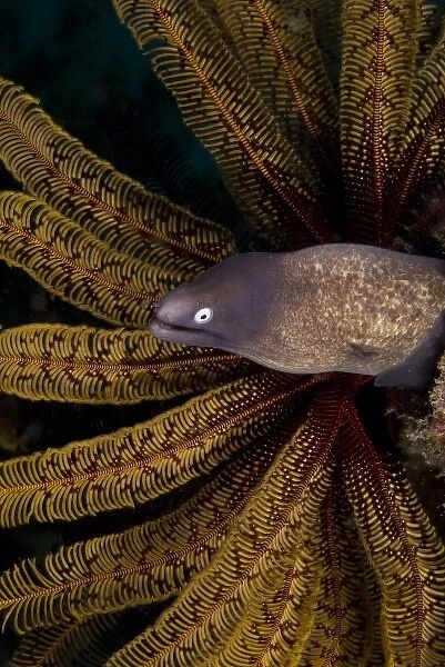 Indonesia, Raja Ampat. A white-eye moray eel next to a feather star coral