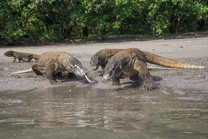 Framed Print : Indonesia, Rinca Island, Komodo National Park. Komodo dragons on beach. Credit as Framed Print : Indonesia, Rinca Island, Komodo National Park. Komodo dragons on beach. Credit as