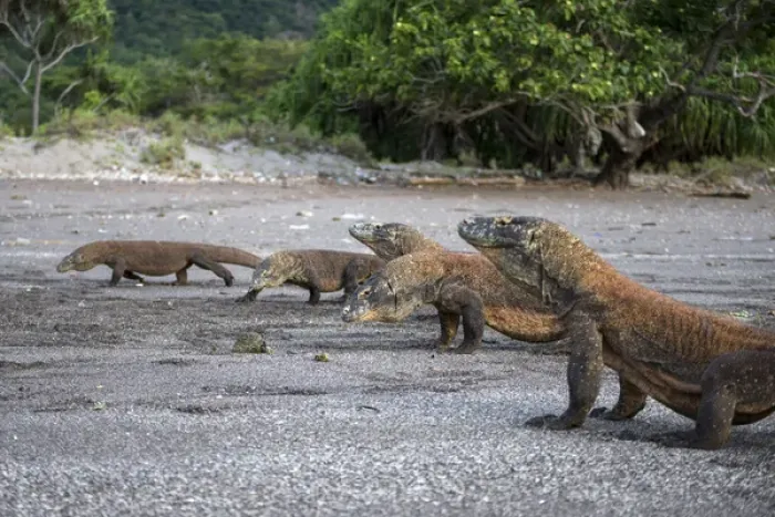 Framed Print : Indonesia, Rinca Island, Komodo National Park. Komodo dragons on beach. Credit as