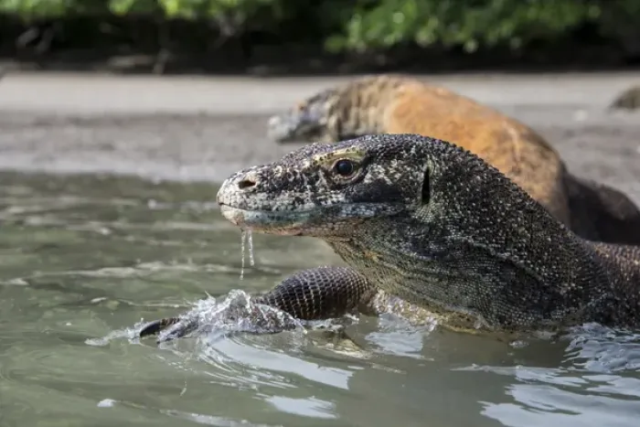 Framed Print : Indonesia, Rinca Island, Komodo National Park. Close-up of Komodo dragon in water