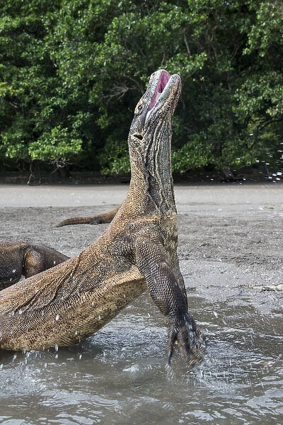 Indonesia, Rinca Island, Komodo National Park. Close-up of Komodo dragon rising out of water