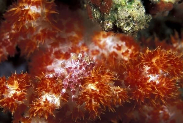 Indonesia. Soft Coral Crab (Hoplophrys oatesii)