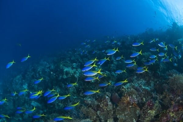 Indonesia, South Sulawesi Province, Wakatobi Archipelago Marine Preserve. Blue and Gold Fusiliers