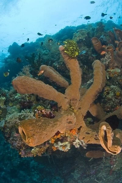 Indonesia, South Sulawesi Province, Wakatobi Archipelago Marine Preserve. Giant sea sponges
