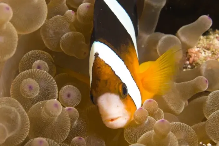Framed Print : Indonesia, South Sulawesi Province, Wakatobi Archipelago Marine Preserve. Clarks Anemonefish Framed Print : Indonesia, South Sulawesi Province, Wakatobi Archipelago Marine Preserve. Clarks Anemonefish