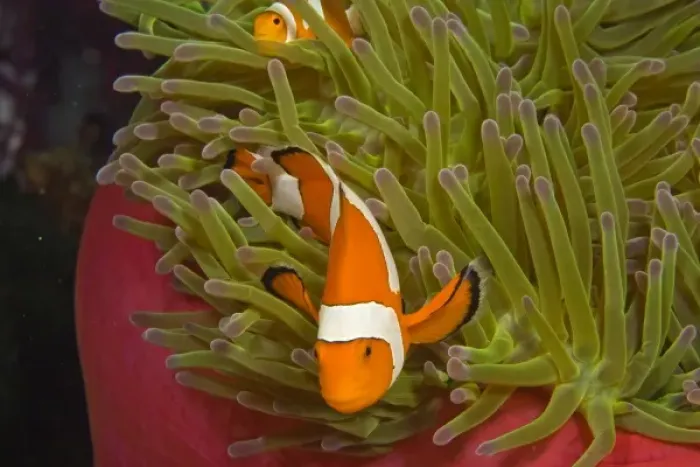 Framed Print : Indonesia, South Sulawesi Province, Wakatobi Archipelago Marine Preserve. False Clown Anemonefish