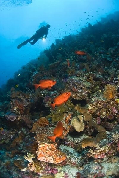 Indonesia, South Sulawesi Province, Wakatobi Archipelago Marine Preserve. Paeony Bulleyes