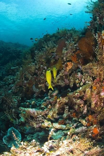 Indonesia, South Sulawesi Province, Wakatobi Archipelago Marine Preserve. Goatfish