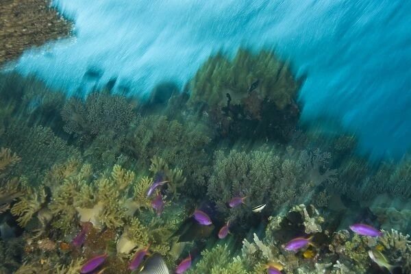 Indonesia, South Sulawesi Province, Wakatobi Archipelago Marine Preserve. Purple Anthiasfish