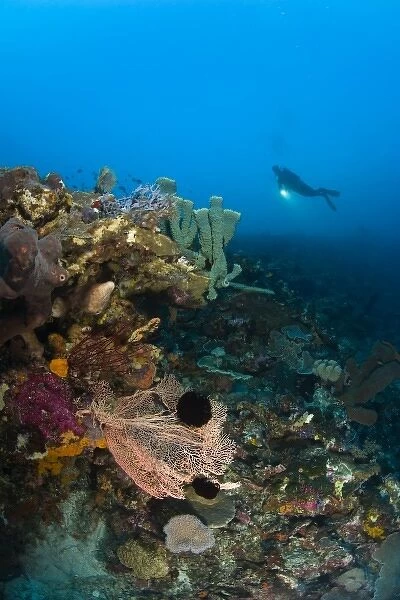 Indonesia, South Sulawesi Province, Wakatobi Archipelago Marine Preserve. (MR) Scuba diver