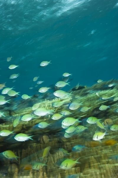 Indonesia, South Sulawesi Province, Wakatobi Archipelago Marine Preserve. Blue Green Chromis