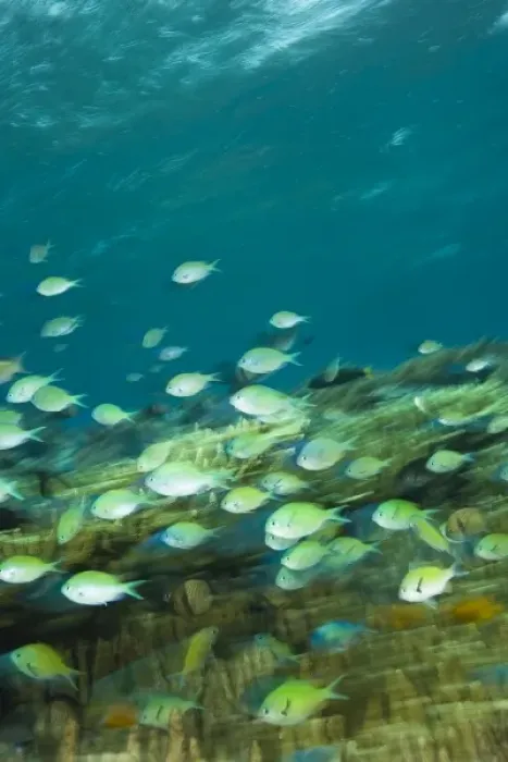 Framed Print : Indonesia, South Sulawesi Province, Wakatobi Archipelago Marine Preserve. Blue Green Chromis
