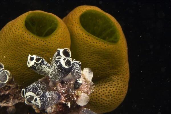 Indonesia, South Sulawesi Province, Wakatobi Archipelago Marine Preserve. Tunicates