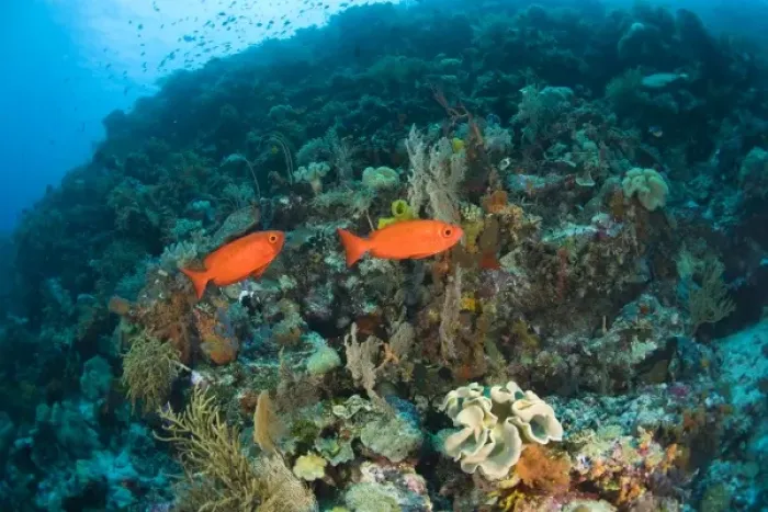 Framed Print : Indonesia, South Sulawesi Province, Wakatobi Archipelago Marine Preserve. Paeony Bulleyes