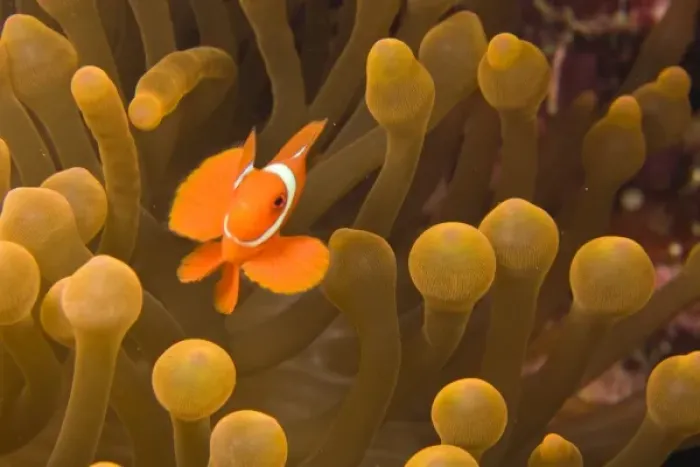 Framed Print : Indonesia, South Sulawesi Province, Wakatobi Archipelago Marine Preserve. Spinecheek Anemonefish