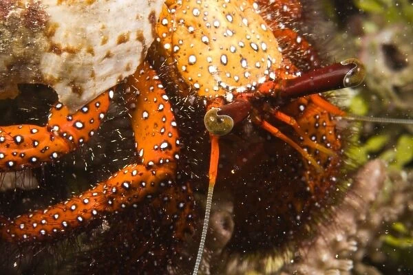 Indonesia, South Sulawesi Province, Wakatobi Archipelago Marine Preserve. Hermit Crab