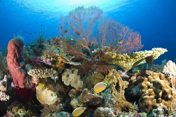 Indonesia, South Sulawesi Province, Wakatobi Archipelago Marine Preserve. Butterflyfish and coral