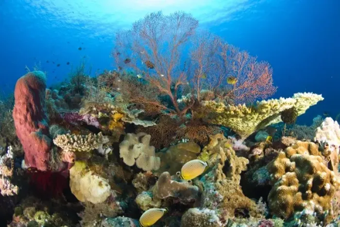 Framed Print : Indonesia, South Sulawesi Province, Wakatobi Archipelago Marine Preserve. Butterflyfish and coral