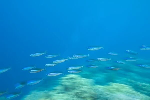 Indonesia, South Sulawesi Province, Wakatobi Archipelago Marine Preserve. Bluestreak Fusiliers
