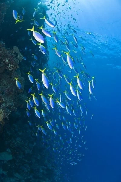 Indonesia, South Sulawesi Province, Wakatobi Archipelago Marine Preserve. Blue and Gold Fusiliers