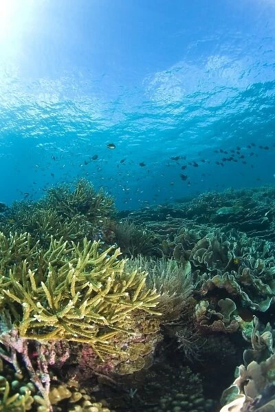 Indonesia, South Sulawesi Province, Wakatobi Archipelago Marine Preserve. Pristine scuba diving