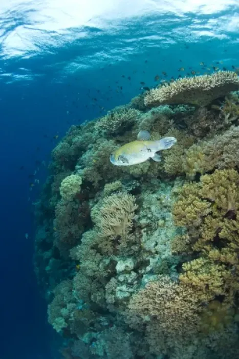 Framed Print : Indonesia, South Sulawesi Province, Wakatobi Archipelago Marine Preserve. Pufferfish Framed Print : Indonesia, South Sulawesi Province, Wakatobi Archipelago Marine Preserve. Pufferfish
