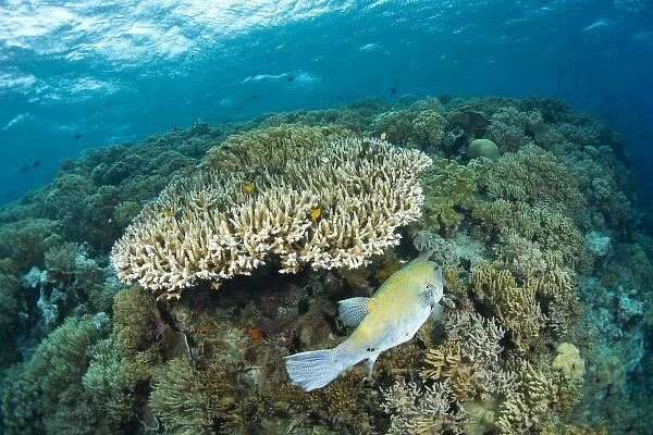 Indonesia, South Sulawesi Province, Wakatobi Archipelago Marine Preserve. Pufferfish