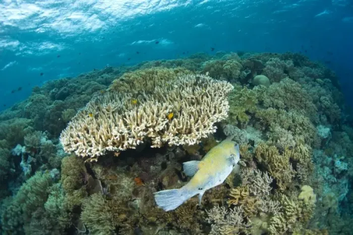 Framed Print : Indonesia, South Sulawesi Province, Wakatobi Archipelago Marine Preserve. Pufferfish Framed Print : Indonesia, South Sulawesi Province, Wakatobi Archipelago Marine Preserve. Pufferfish