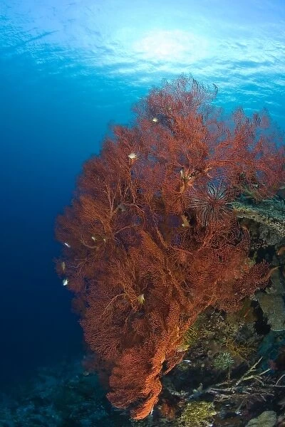 Indonesia, South Sulawesi Province, Wakatobi Archipelago Marine Preserve. Sea Fan