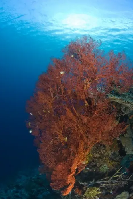 Framed Print : Indonesia, South Sulawesi Province, Wakatobi Archipelago Marine Preserve. Sea Fan Framed Print : Indonesia, South Sulawesi Province, Wakatobi Archipelago Marine Preserve. Sea Fan