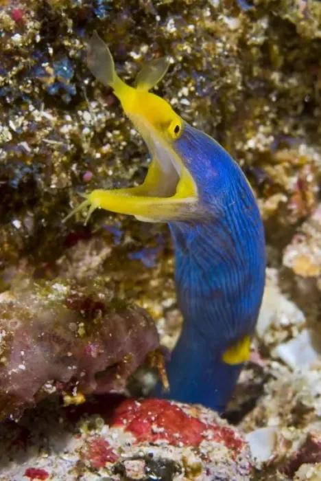 Framed Print : Indonesia, Suangi Island. Close-up of colorful ribbon eel