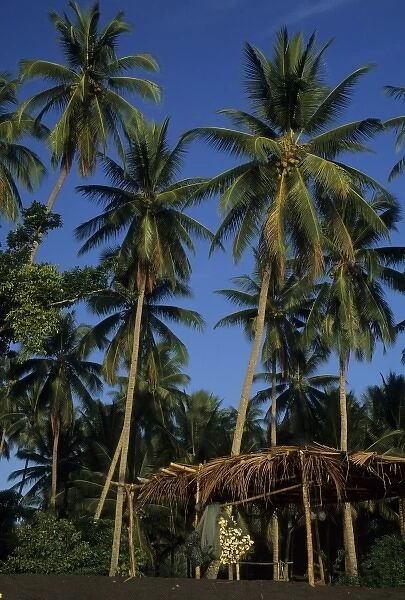 Indonesia, Sulawesi, Batupitih. Palm trees and thatched shelter on black sand beach