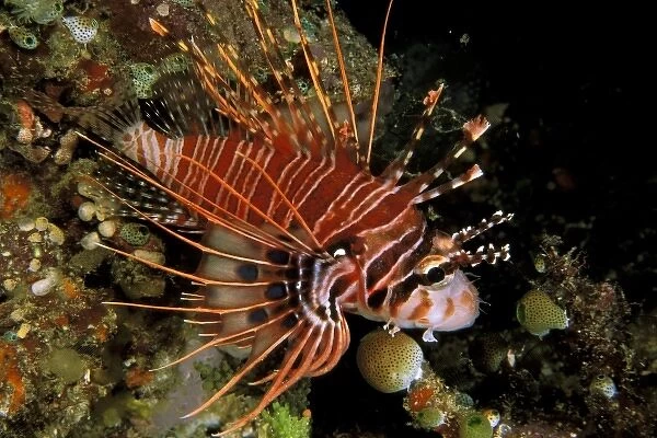 Indonesia, Sulawesi. Close up of spotfin lionfish, or pterois antennata